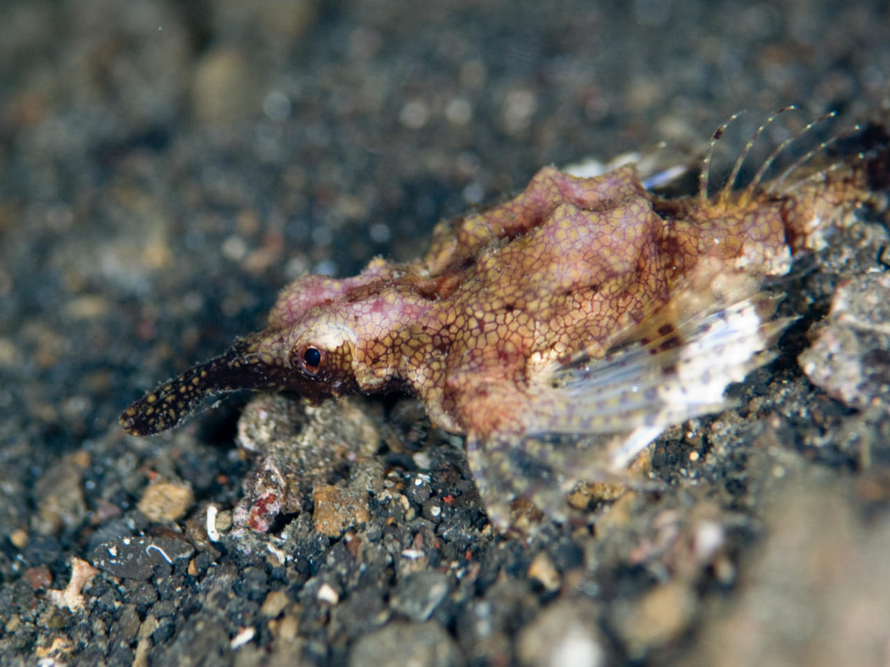 Eurypegasus draconis (Pesce pegaso minore )